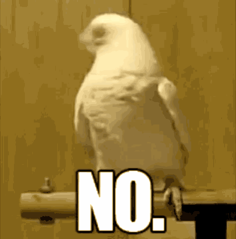 A cockatoo shaking its head. No.